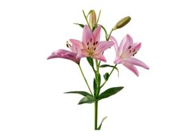 L.A Hybrid Pink
