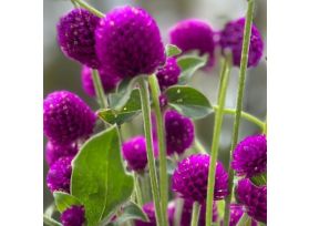 Gomphrena - Purple