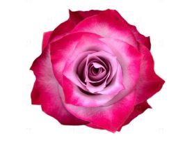 Lavender Rose Deep Purple