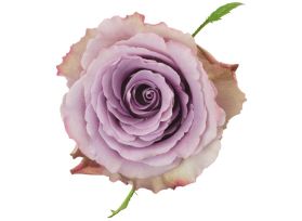 Lavender Rose Grey Knight