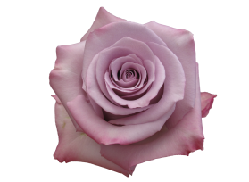 Lavender Rose Ocean Song