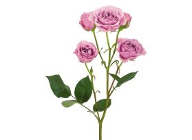 Spray Roses Blue Moon