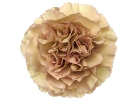 Merleto Crimson Carnations – Deep Red Wholesale Carnations for Weddings & Florists