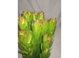 Leucadendrum Safari Sunste Gold Strike
