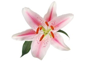 Lily Oriental Starfighter