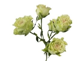 Spray Roses Super Green