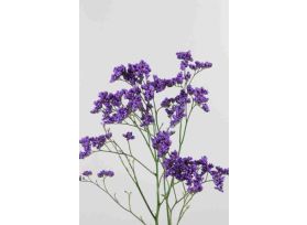 Limonium Main Blue