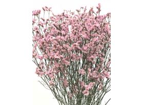 Limonium Pink