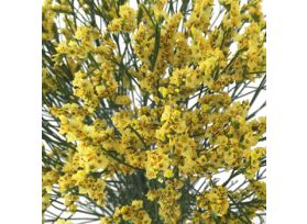 Limonium Yellow
