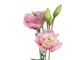Lisinthus - pink