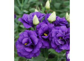 Lisinthus - purple