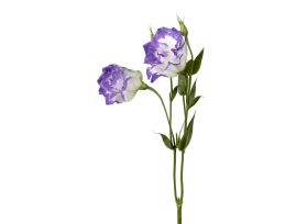 Lisianthus - purple white
