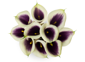 Mini Calla Lily Picasso 50 cm