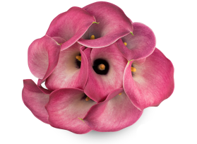 Mini Calla Lily Pink 50 cm