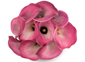 Mini Calla Lily Light Pink 50 cm