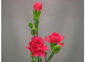 MIni Carnation Hot pink