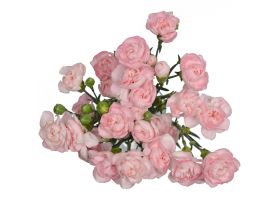 Mini Carnation Light Pink