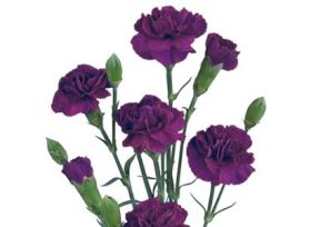 Mini Carnation Purple