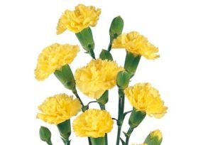 Mini Carnation Yellow