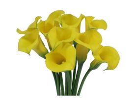 Mini Calla Lily Yellow 50 cm