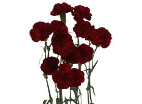 Mini Burgundy Carnations – Rich Burgundy Wholesale Mini Carnations for Events & Bouquets