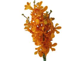Mokara Orange