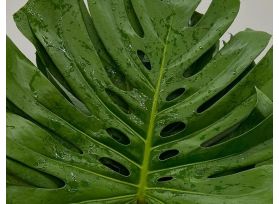 Monstera Medium