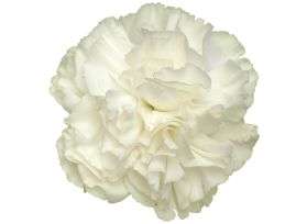 Melodia Carnations – Wholesale Flowers