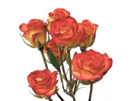 Spray Roses Mambo