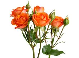 Spray Roses Babe