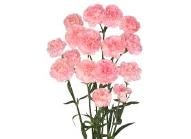 Mini Light Pink Carnations – Delicate Light Pink Wholesale Mini Carnations in Bulk for Events & Bouquets