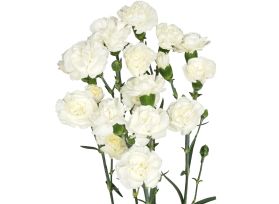 Mini White Carnations – Pure White Wholesale Mini Carnations in Bulk for Events & Bouquets
