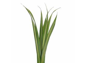 Pandanus Green