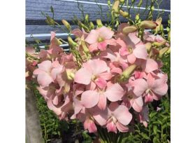 Dendrobium Peach / Blusk pink