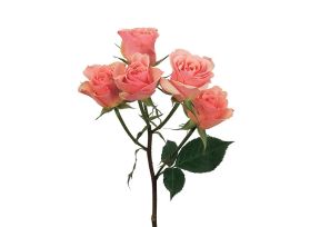 Spray Rose Ilse