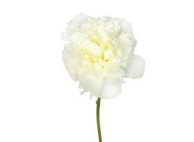 Peonies - duchesse gardinia