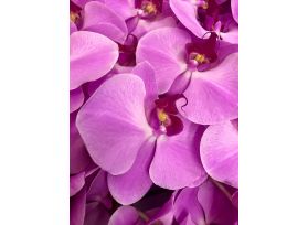 Phalenopsis Fushia 9 Blooms +