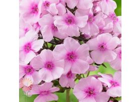 Phlox Pink