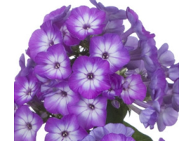 Phlox Purple