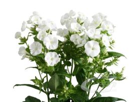 Phlox White