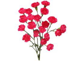 Hot Pink Mini Carnations – Bulk Wholesale Flowers for Weddings & Events