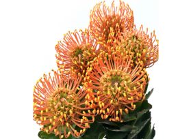 Pincushion Protea  Bright Orange