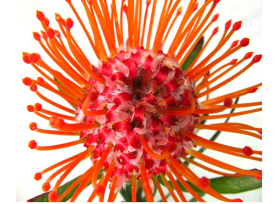 Pincushion Protea  Orange