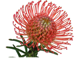 Pincushion Protea  Red