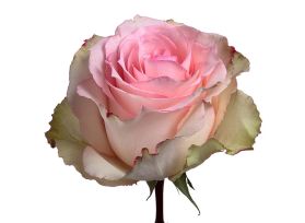 Pink Rose Esperance