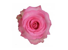 Pink Rose Priceless