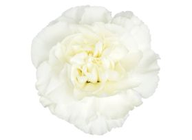White Carnations – Elegant Pure White Wholesale Carnations in Bulk for Events & Bouquets

