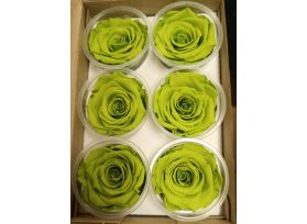 Preserved light Green Roses