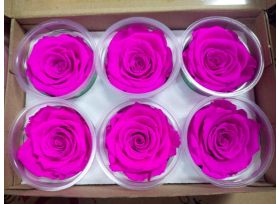 Preserved Fushia Roses