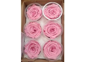 Preserved Light Pink
